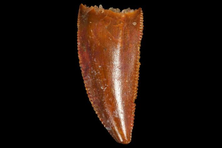 Serrated, Raptor Tooth - Real Dinosaur Tooth #123086